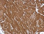 MINPP1 Antibody in Immunohistochemistry (Paraffin) (IHC (P))