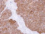 MINPP1 Antibody in Immunohistochemistry (Paraffin) (IHC (P))