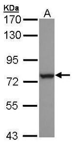 HSPA6 Antibody in Western Blot (WB)