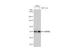 HSPA6 Antibody in Western Blot (WB)