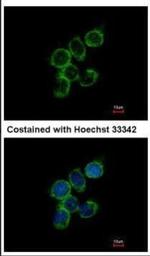 GAS2L1 Antibody in Immunocytochemistry (ICC/IF)