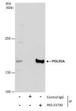 POLR3A Antibody in Immunoprecipitation (IP)