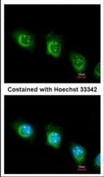 USP47 Antibody in Immunocytochemistry (ICC/IF)