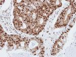 PDE4C Antibody in Immunohistochemistry (Paraffin) (IHC (P))