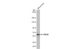 PDE4C Antibody in Western Blot (WB)