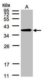 ERLIN2 Antibody in Western Blot (WB)