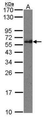 CMG1 Antibody in Western Blot (WB)