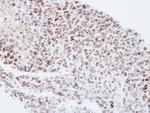 KPNA4 Antibody in Immunohistochemistry (Paraffin) (IHC (P))