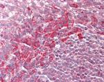 PEX13 Antibody in Immunohistochemistry (Paraffin) (IHC (P))