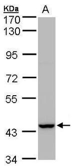 PEX13 Antibody in Western Blot (WB)