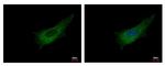 Pleckstrin Antibody in Immunocytochemistry (ICC/IF)