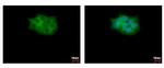 SKAP2 Antibody in Immunocytochemistry (ICC/IF)