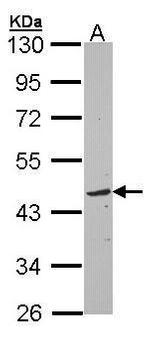 TOM1L1 Antibody in Western Blot (WB)