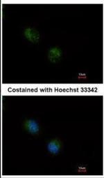 STMN2 Antibody in Immunocytochemistry (ICC/IF)