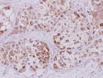 STMN2 Antibody in Immunohistochemistry (Paraffin) (IHC (P))