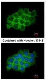 SEC61A1 Antibody in Immunocytochemistry (ICC/IF)