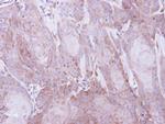 SEC61A1 Antibody in Immunohistochemistry (Paraffin) (IHC (P))