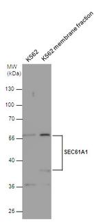 SEC61A1 Antibody in Western Blot (WB)