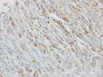 IL1RA Antibody in Immunohistochemistry (Paraffin) (IHC (P))