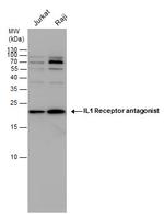 IL1RA Antibody in Western Blot (WB)