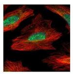 MID1IP1 Antibody in Immunocytochemistry (ICC/IF)