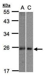 MID1IP1 Antibody in Western Blot (WB)