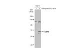 GBP5 Antibody in Western Blot (WB)