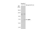 GBP5 Antibody in Western Blot (WB)