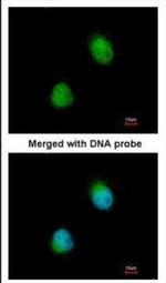 ZC3H8 Antibody in Immunocytochemistry (ICC/IF)