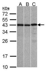 ZC3H8 Antibody in Western Blot (WB)