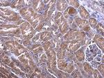 PHLP Antibody in Immunohistochemistry (Paraffin) (IHC (P))