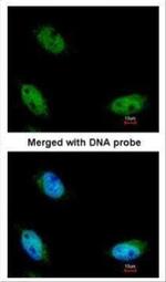 NSUN6 Antibody in Immunocytochemistry (ICC/IF)