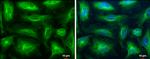 beta Tubulin Antibody in Immunocytochemistry (ICC/IF)