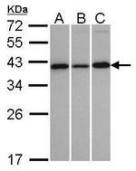 VTA1 Antibody in Western Blot (WB)