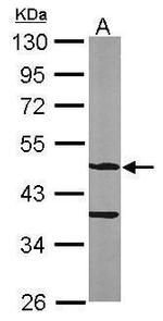 ASB4 Antibody in Western Blot (WB)