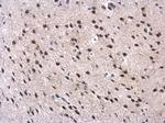 MPP3 Antibody in Immunohistochemistry (Paraffin) (IHC (P))