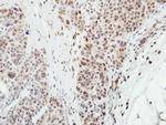 MPP3 Antibody in Immunohistochemistry (Paraffin) (IHC (P))