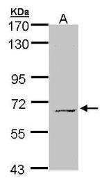 MPP3 Antibody in Western Blot (WB)