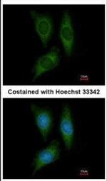 STK25 Antibody in Immunocytochemistry (ICC/IF)