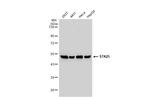 STK25 Antibody in Western Blot (WB)