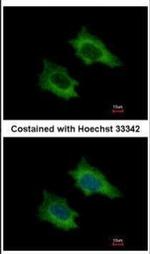 PRPSAP2 Antibody in Immunocytochemistry (ICC/IF)