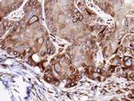 VPS16 Antibody in Immunohistochemistry (Paraffin) (IHC (P))