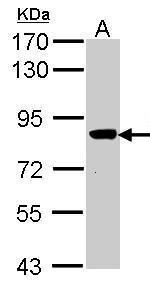 VPS16 Antibody in Western Blot (WB)