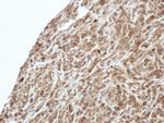 PI3K p55 gamma Antibody in Immunohistochemistry (Paraffin) (IHC (P))