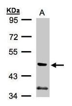 PI3K p55 gamma Antibody in Western Blot (WB)