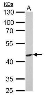 PI3K p55 gamma Antibody in Western Blot (WB)