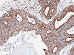 CPNE3 Antibody in Immunohistochemistry (Paraffin) (IHC (P))