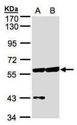 CPNE3 Antibody in Western Blot (WB)