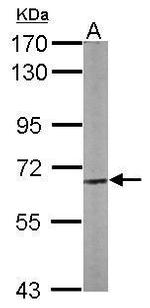 CPNE3 Antibody in Western Blot (WB)