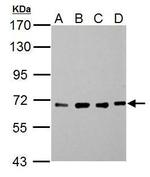 NUP62 Antibody in Western Blot (WB)